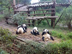 成都熊貓基地