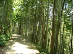 「企業團建」永春牛姆林森林獵奇、逗趣獼猴、余光中文學館一日游22.9