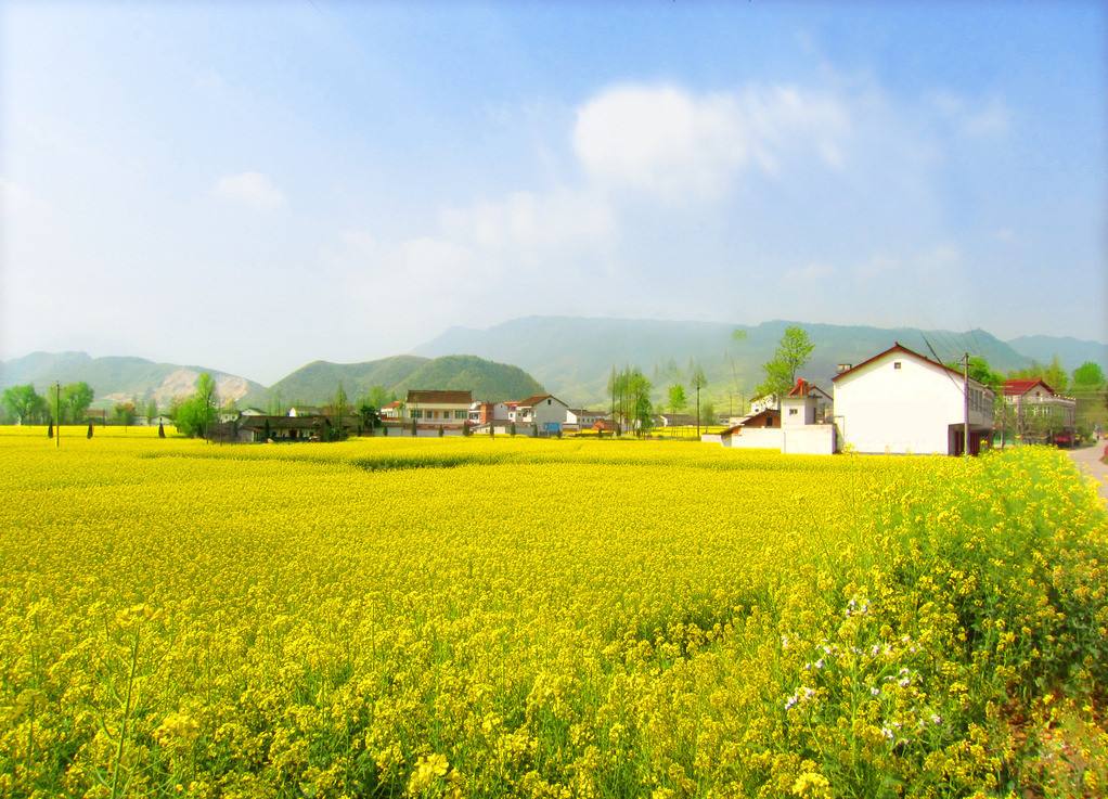 油菜花