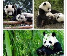 暑假·成都研學(xué)親子6日游