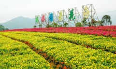 漳州十里藍山「瑪奇雅朵花海」、尋夢谷+古山重一日游21.8