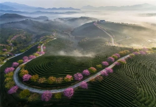 龍巖永福櫻花.jpg