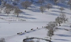 內蒙古烏蘭布統林海雪原、司馬臺長城、康寧寺5日游*水墨·烏蘭23.11