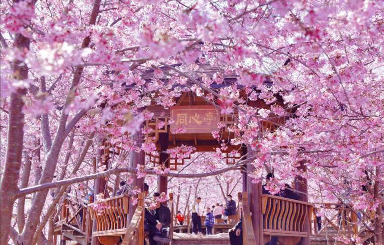 三明大田仙居山櫻花