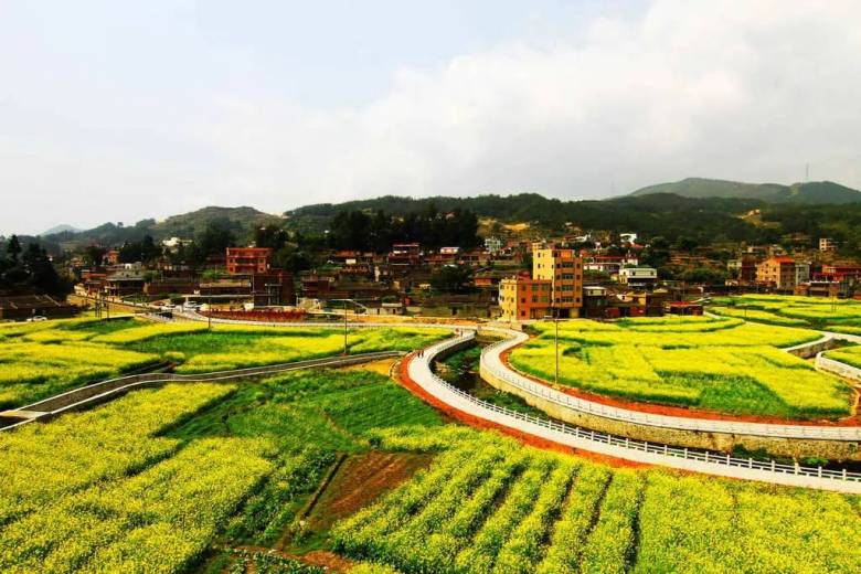 洛江虹山油菜花