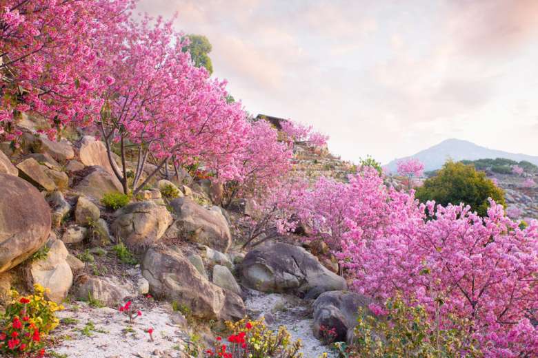 櫻花.jpg